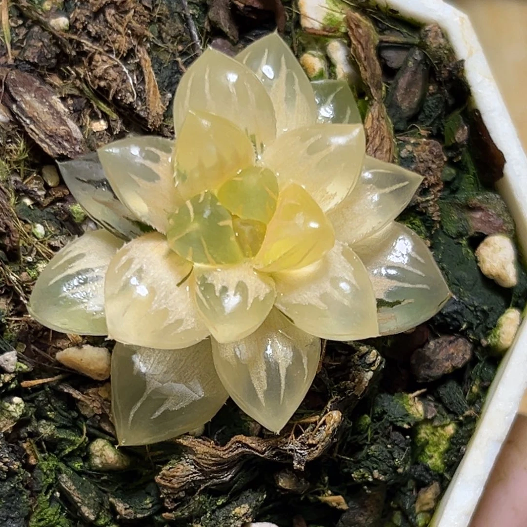 恭喜发财大吉大利0253水中月