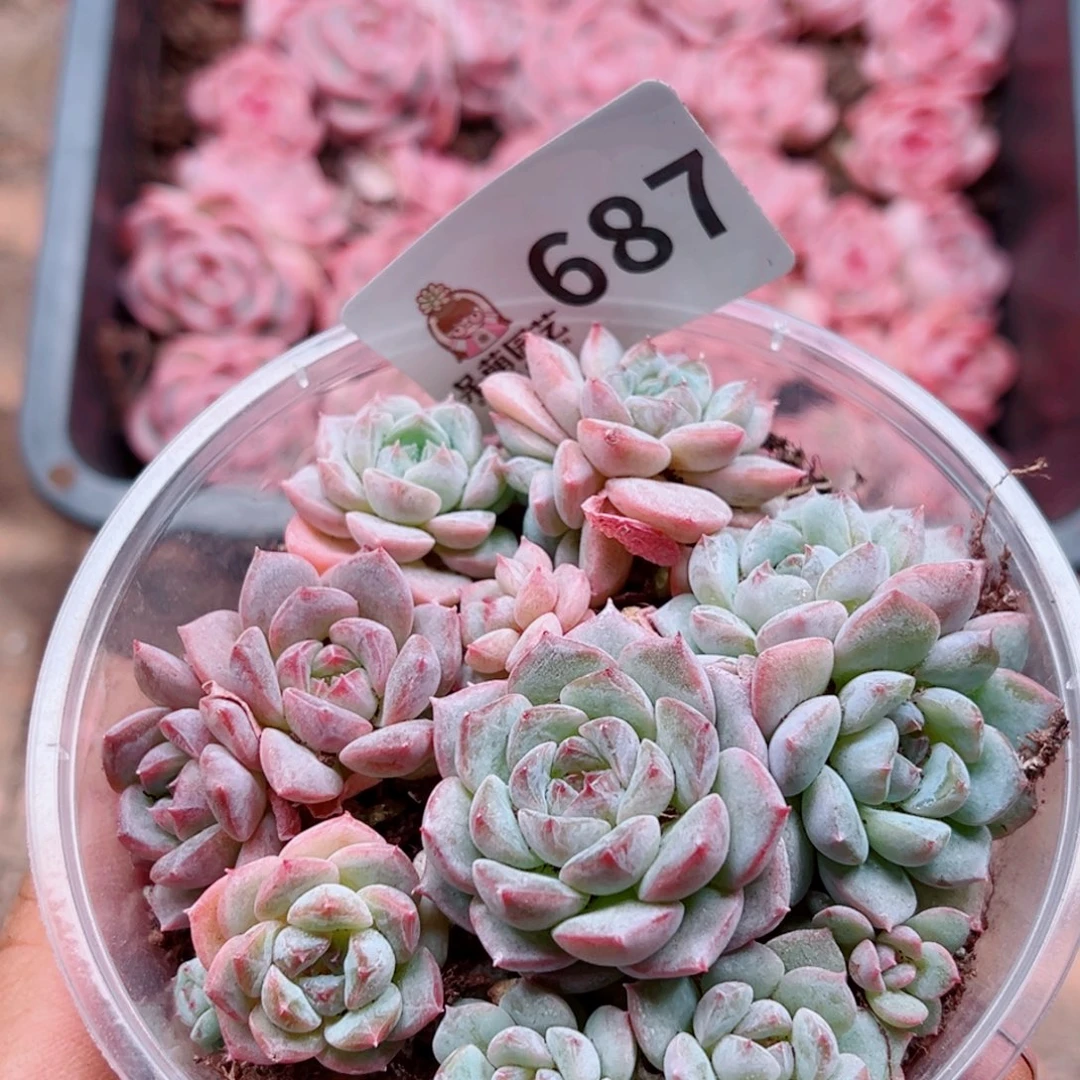 多肉植物多肉植物
