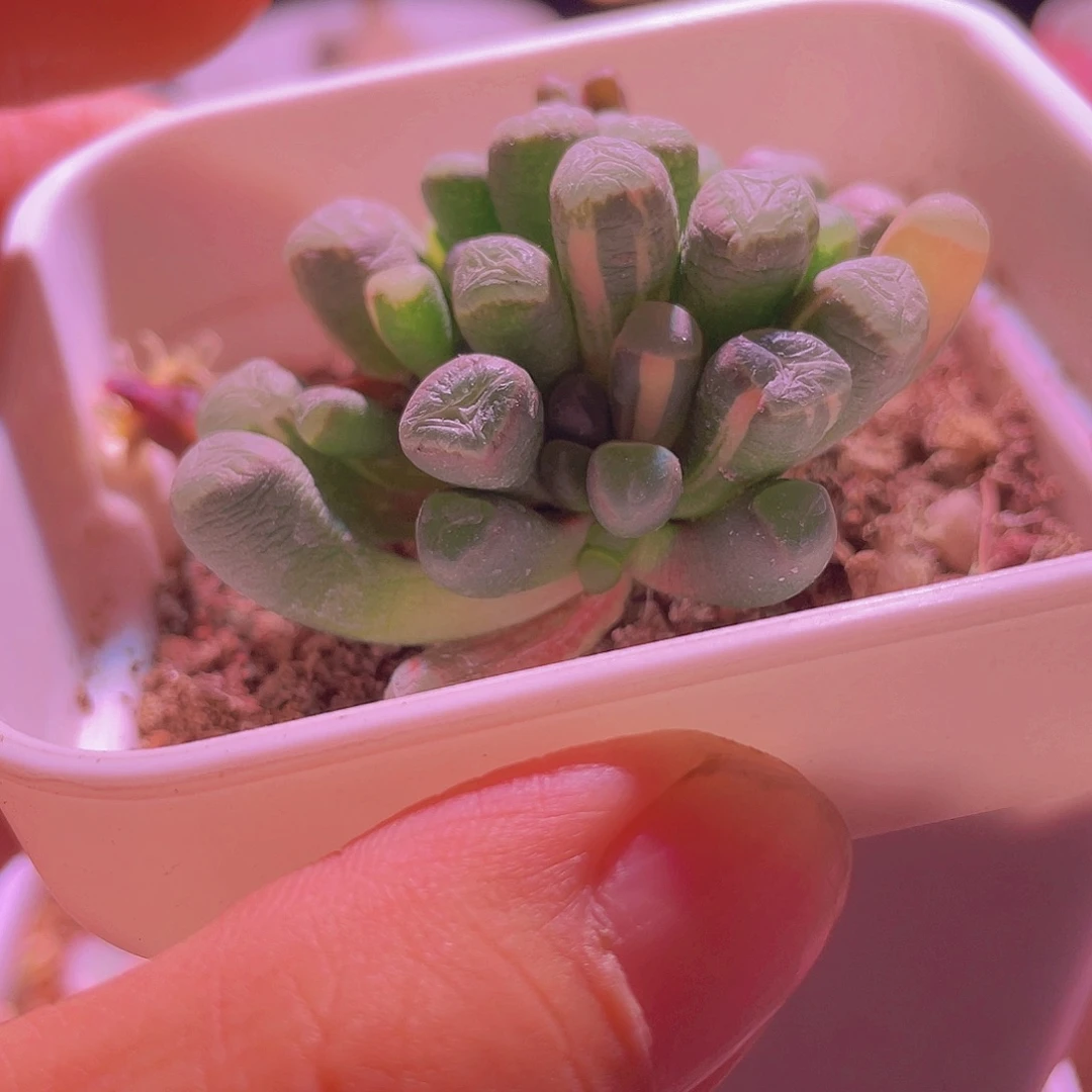 五十玲玉锦特价包邮