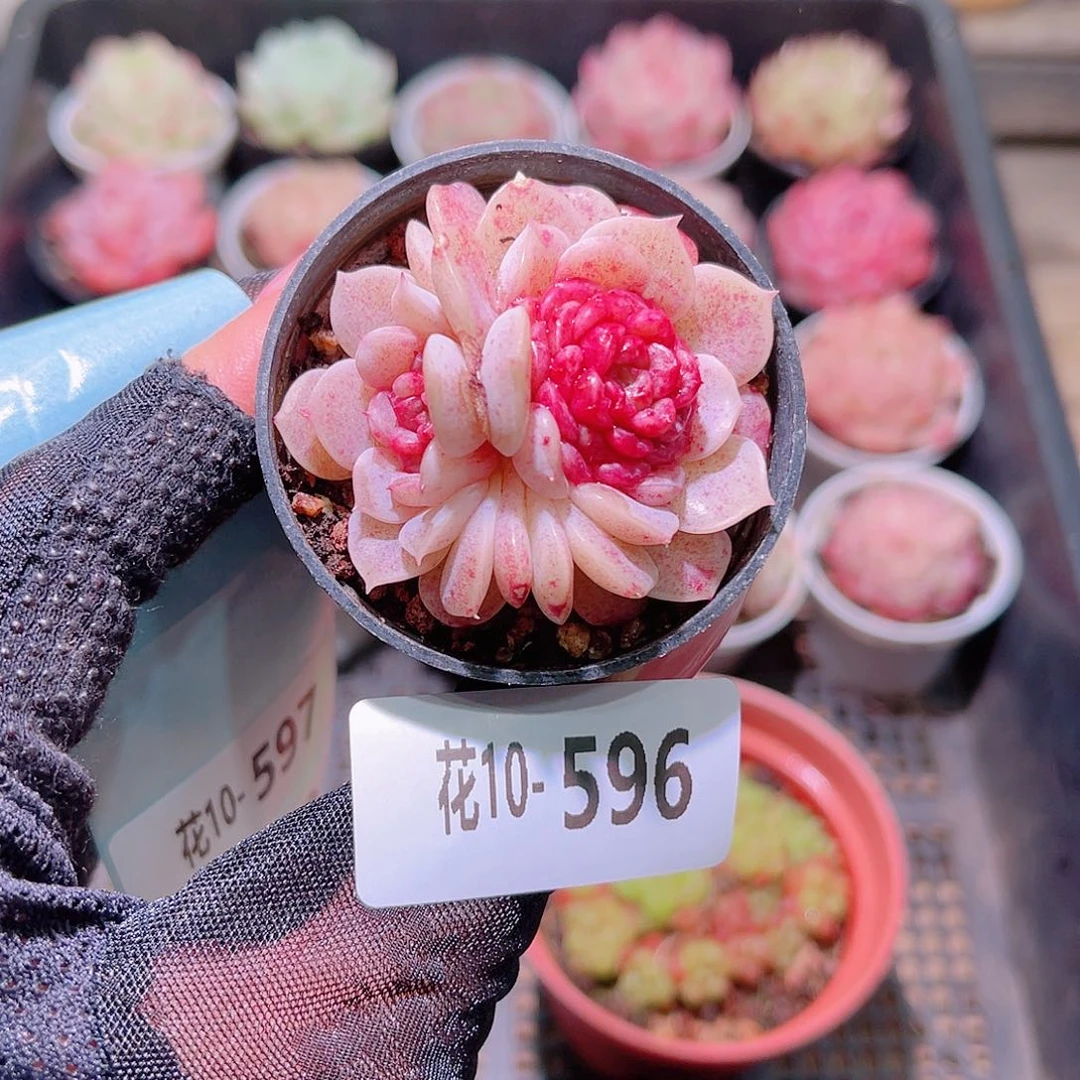 花利美10-596落霞