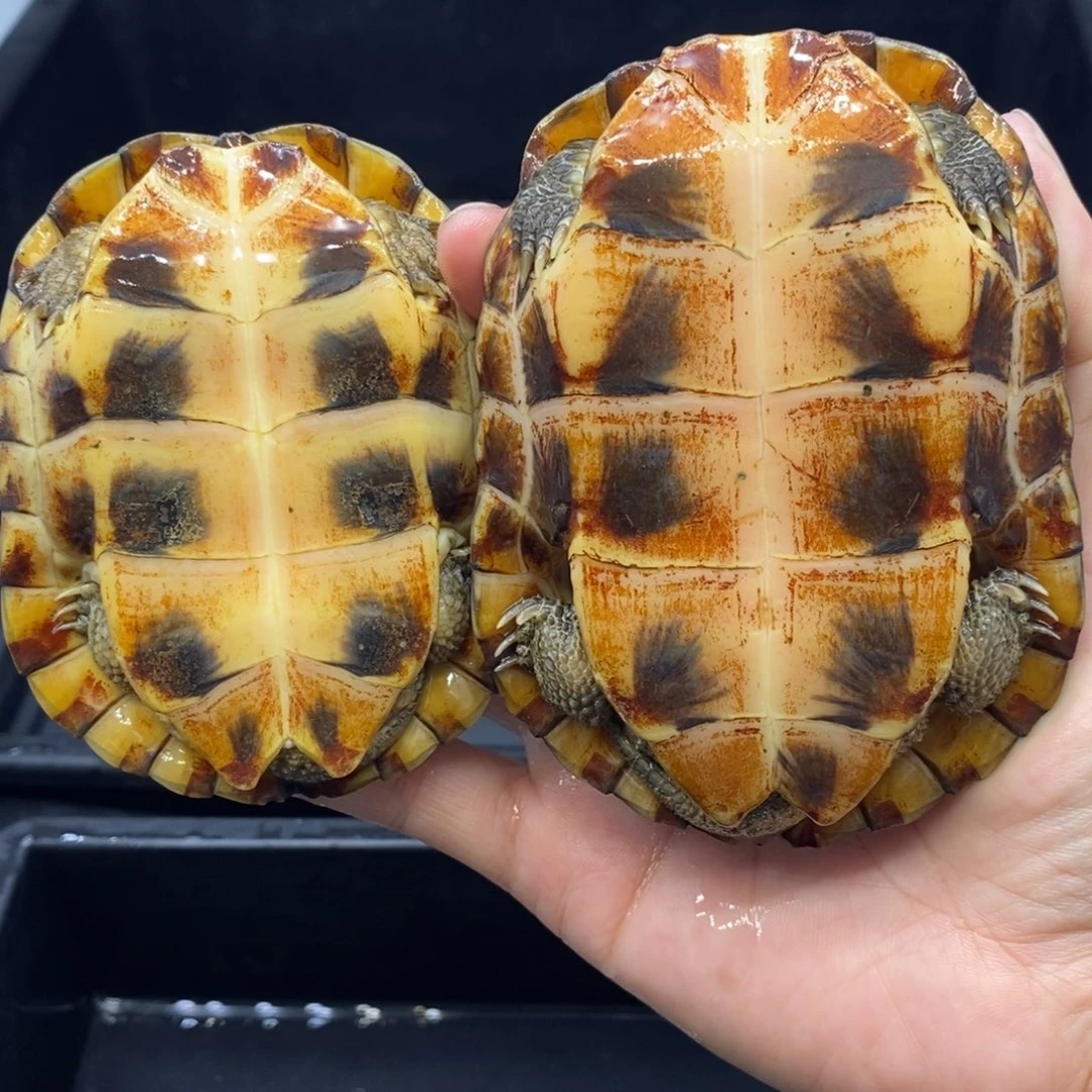 山***甜宠物龟公母搭配全品10.1厘米微瑕疵9厘米