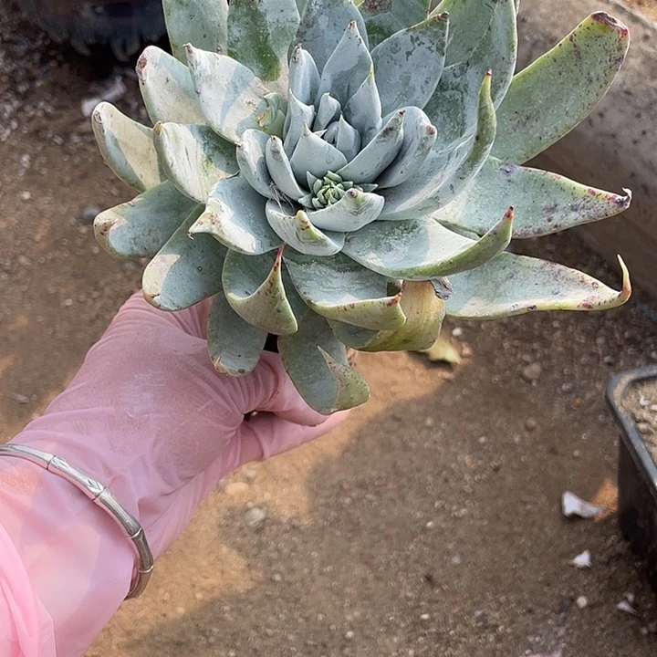 75号雪山有干疤多肉