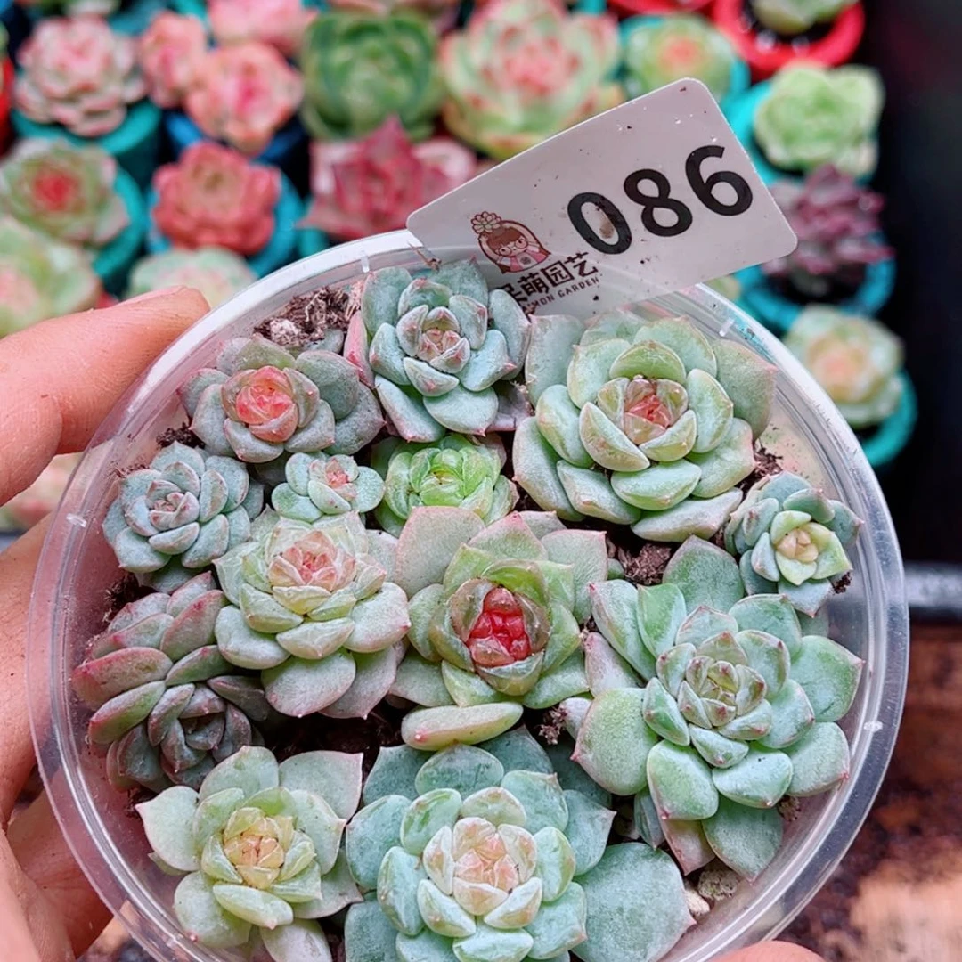 多肉植物多肉植物