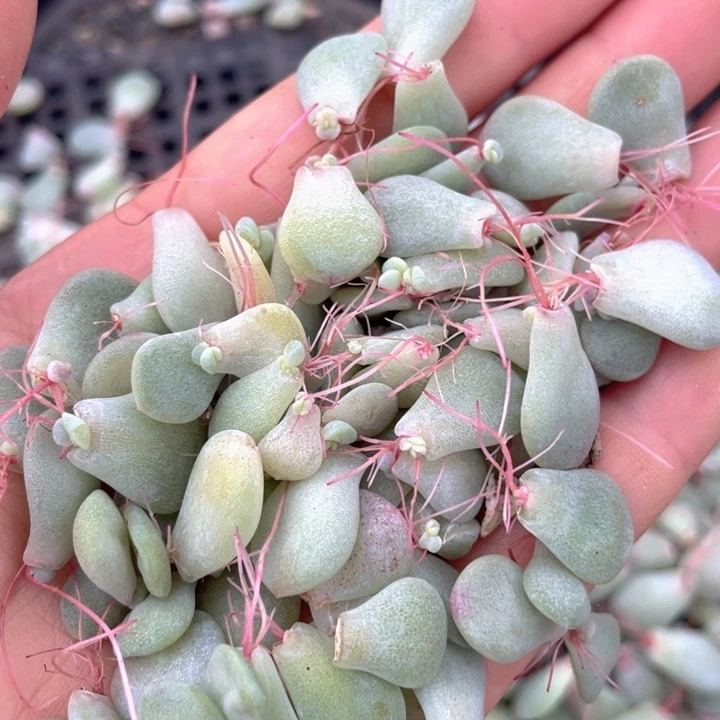 冰玉叶子5元发20颗