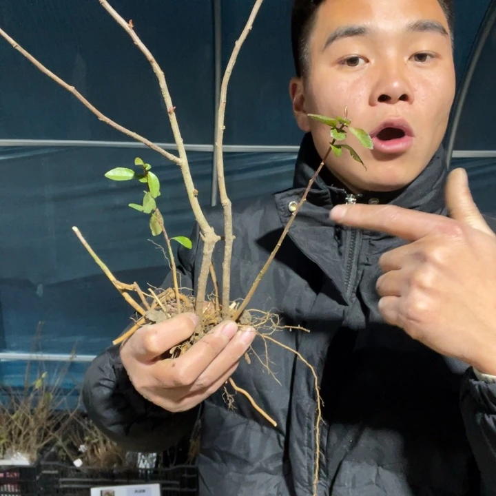 皇族海棠花一颗苗