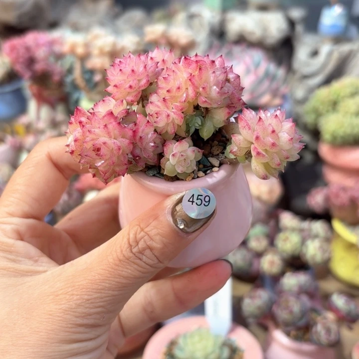 雪***?459 多肉含盆土 30包邮 除偏远