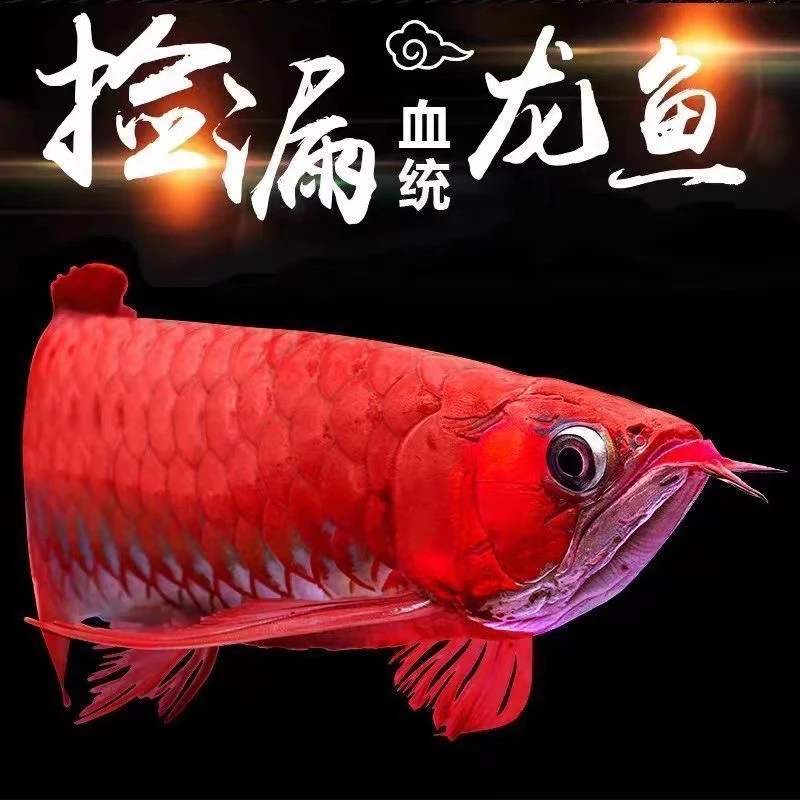 印尼进口瑕疵练手小红龙