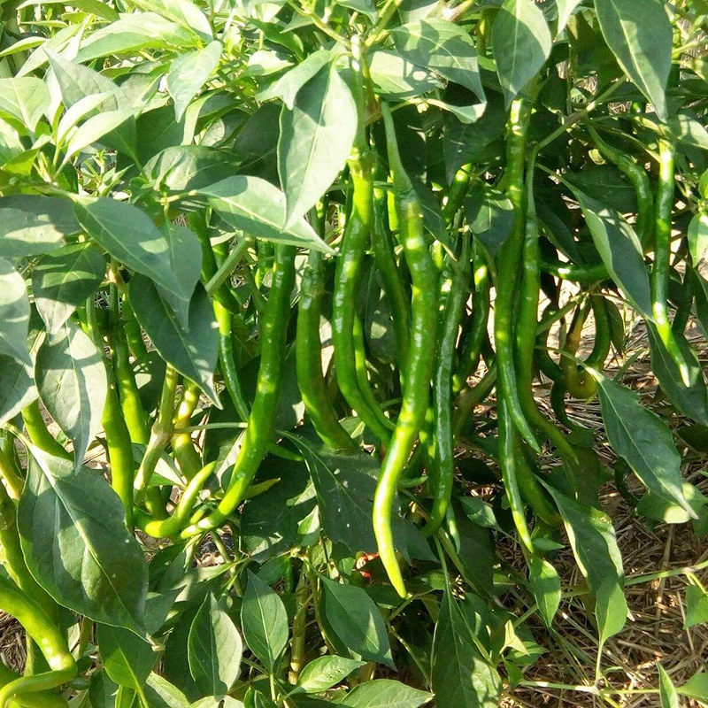 青辣椒露天种植农户自产自销现摘现发【顺丰包邮】3斤