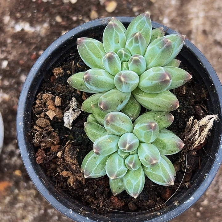 1颗美人系列多肉植物