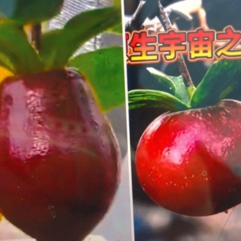 无花朵月哥加宇宙之辉