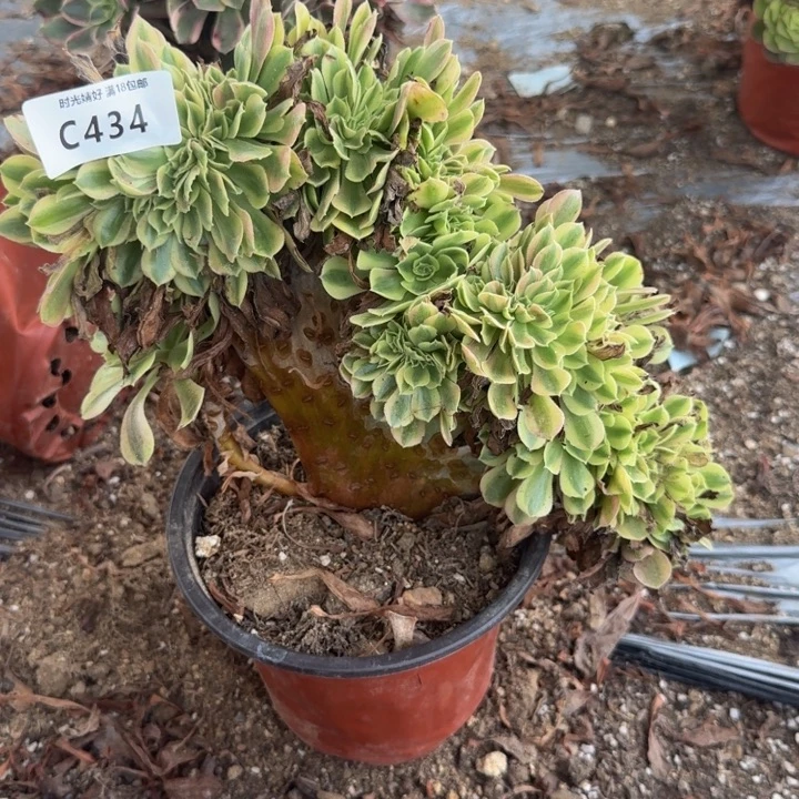 434红袖缀化 多肉植物
