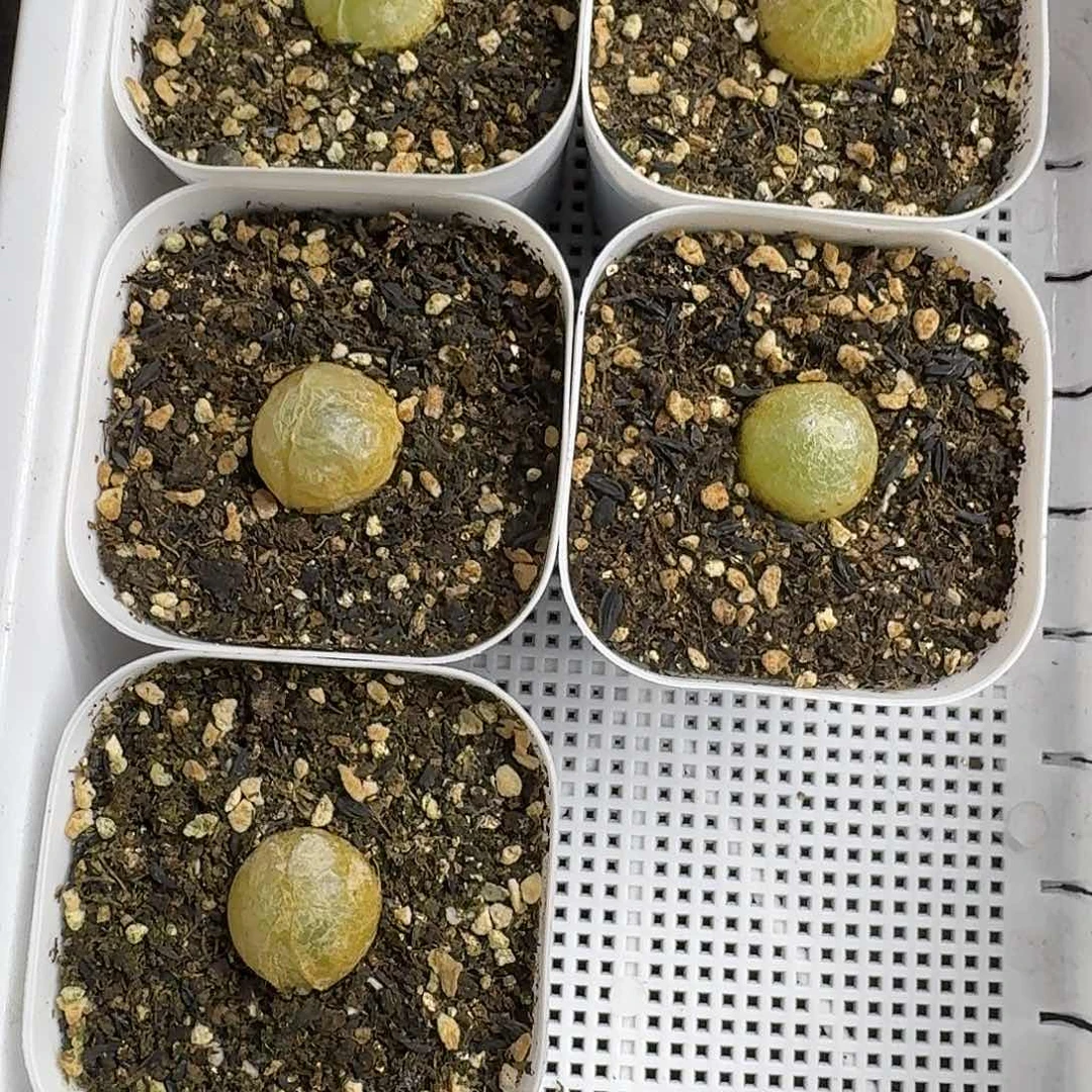 是**?老马生石花灯泡3146