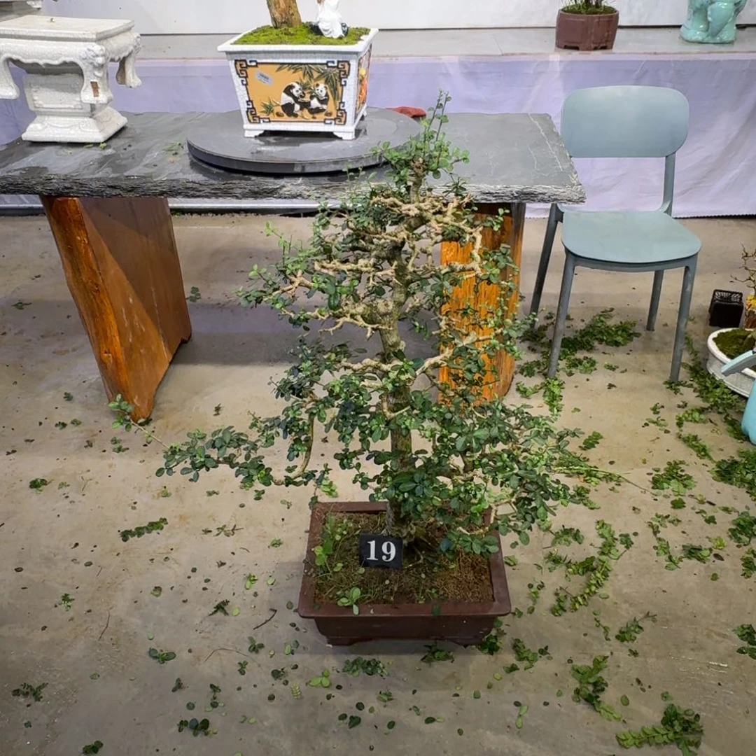 天***1无花朵11111111111