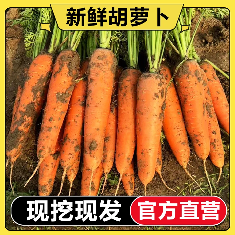 【现挖现发】正宗新鲜沙地胡萝卜新鲜5-9斤脆甜应季水果萝卜红萝卜