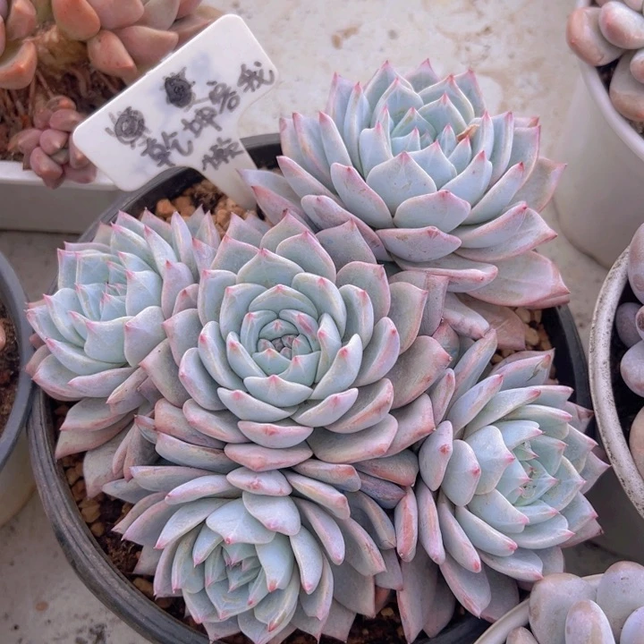 健健康康平平安安