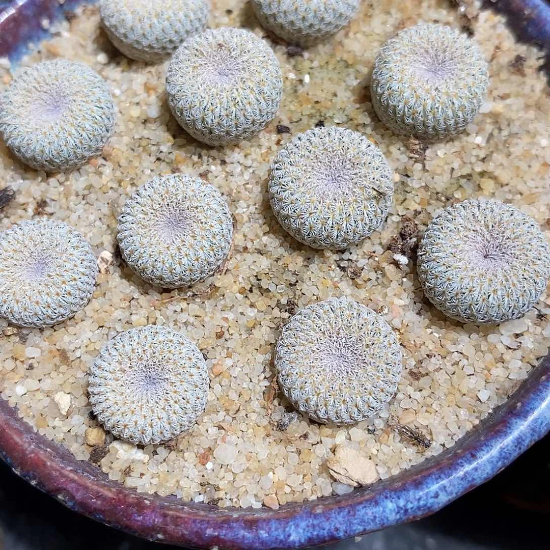 月世界一颗。