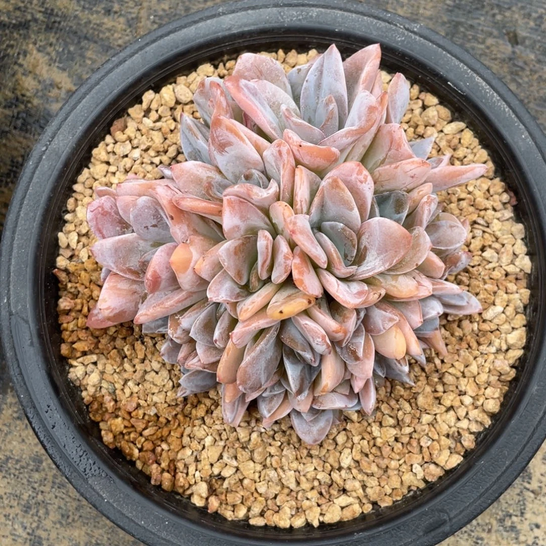 芭比诺一物一拍中通快递