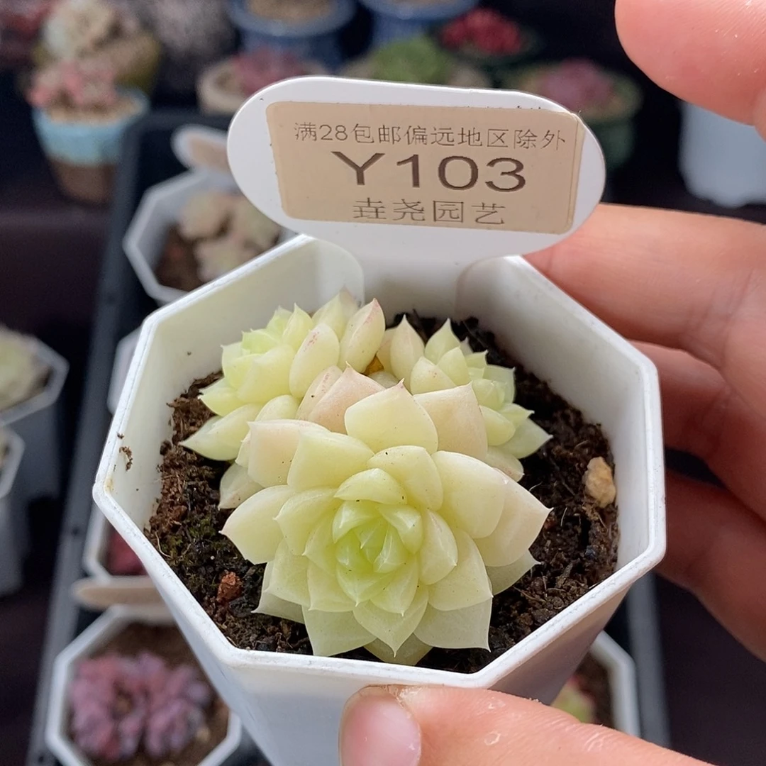 0103 白天鹅 5.5cm