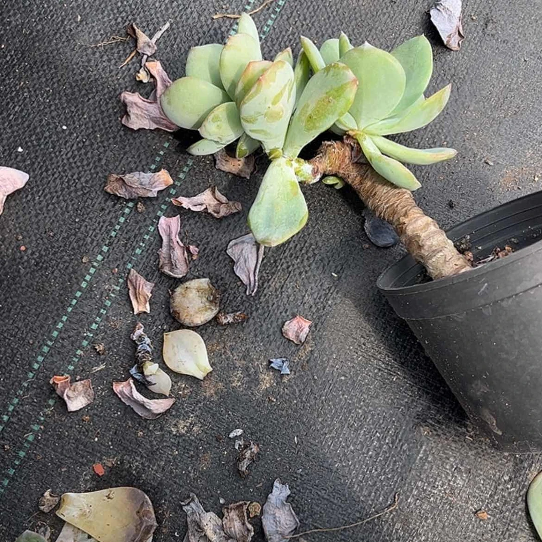 【闪购商品】无花朵G**✨