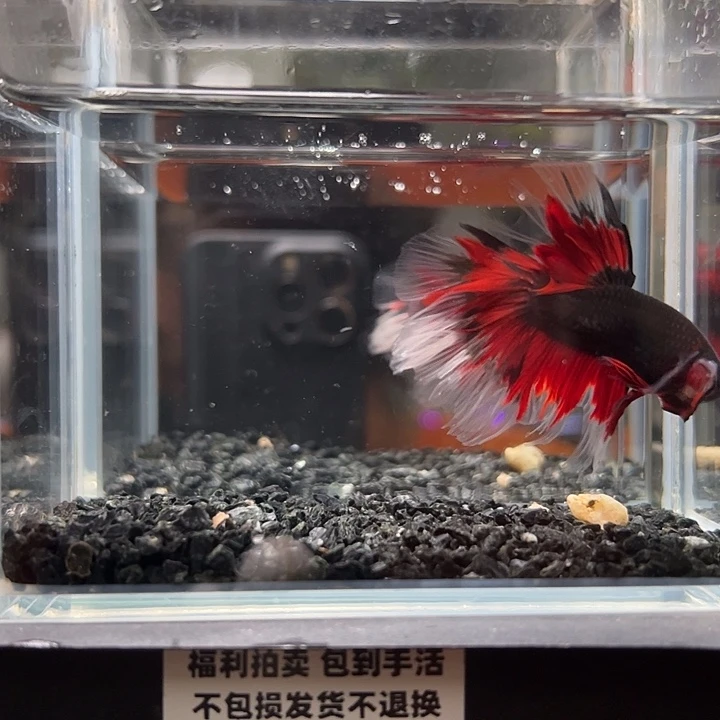 斗鱼竞拍跑单拉黑27日90