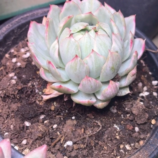 美**美多肉植物的植物