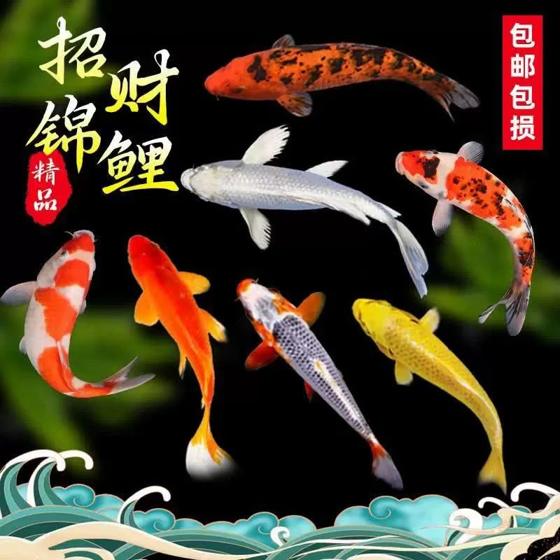 201-250号牌锦鲤专属链接钻石彩虹鲫包邮包开箱