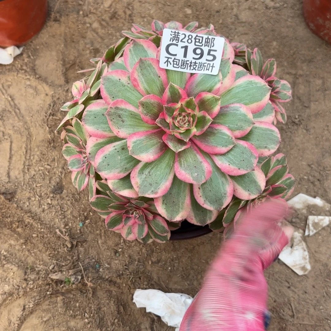 M. 195孔雀翎多肉112233