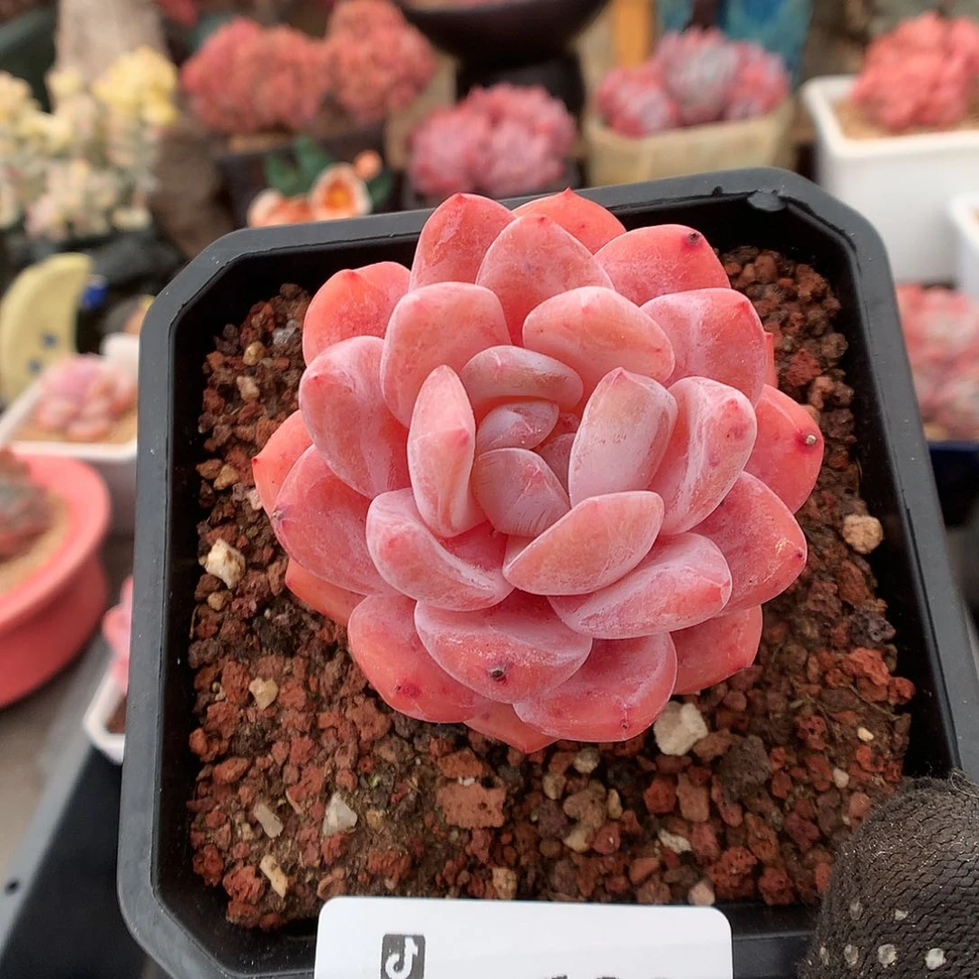 130冰橙多肉植物6666