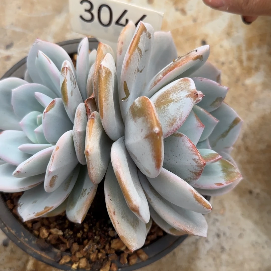 3046。      奶茶双头