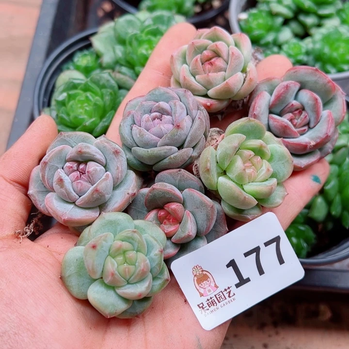 溺****多肉植物多肉植物