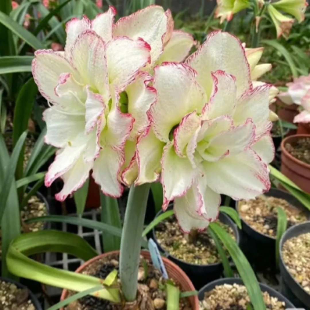 台朱【另类女孩】朱顶红包对版重瓣大花自然种球