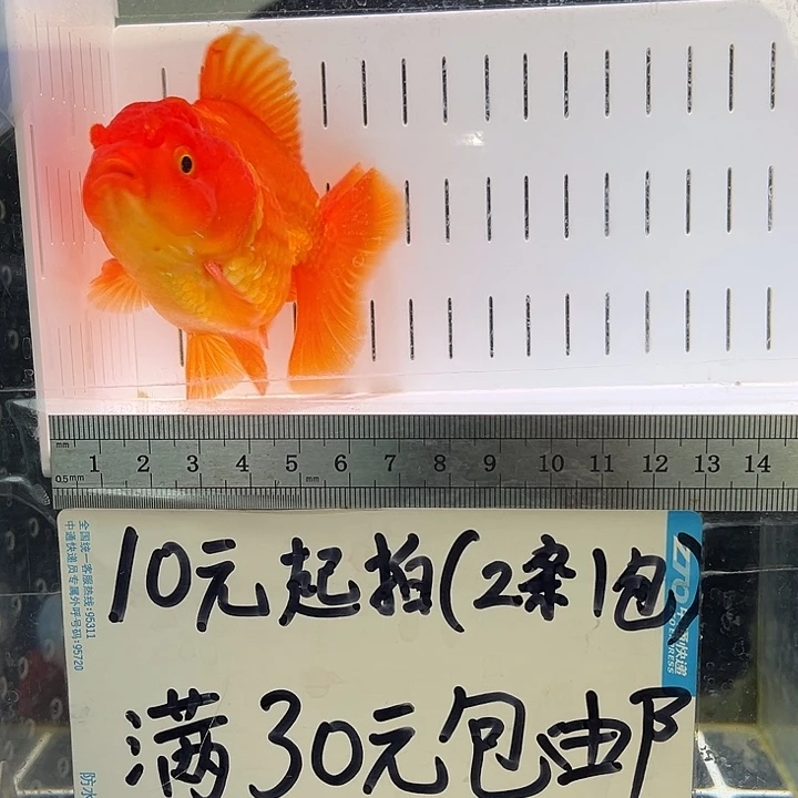 金鱼w****w金鱼福利多多