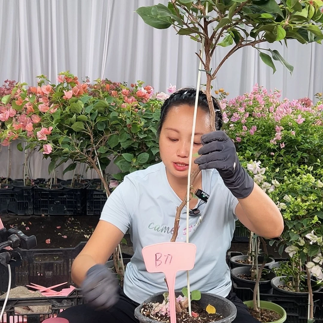 麻***艳当前无花栽培后可以开花B77不甜