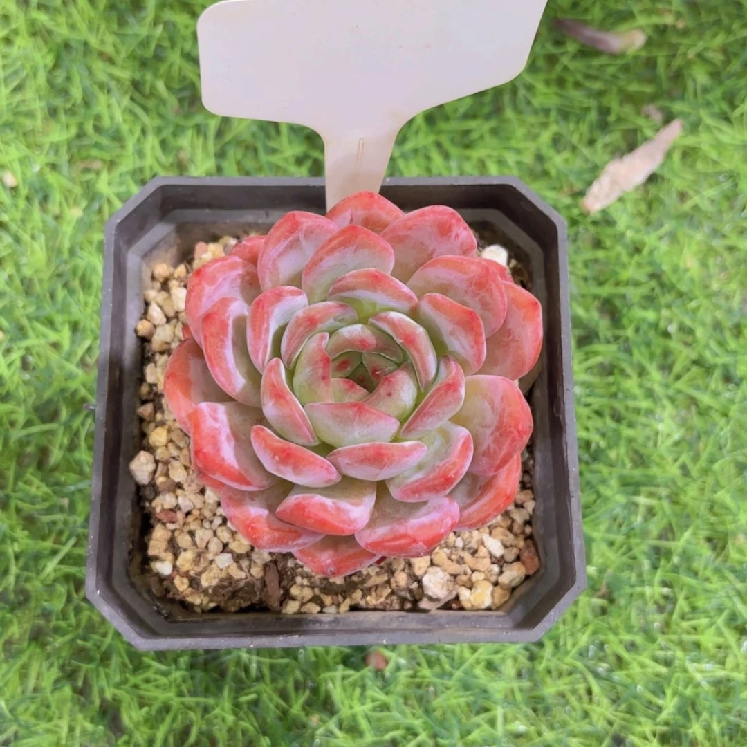 ℳ***香云南金致家精品多肉