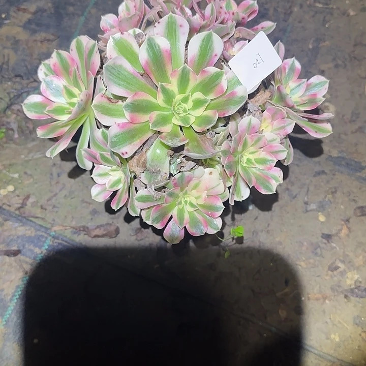 一物一拍侧枝不包120