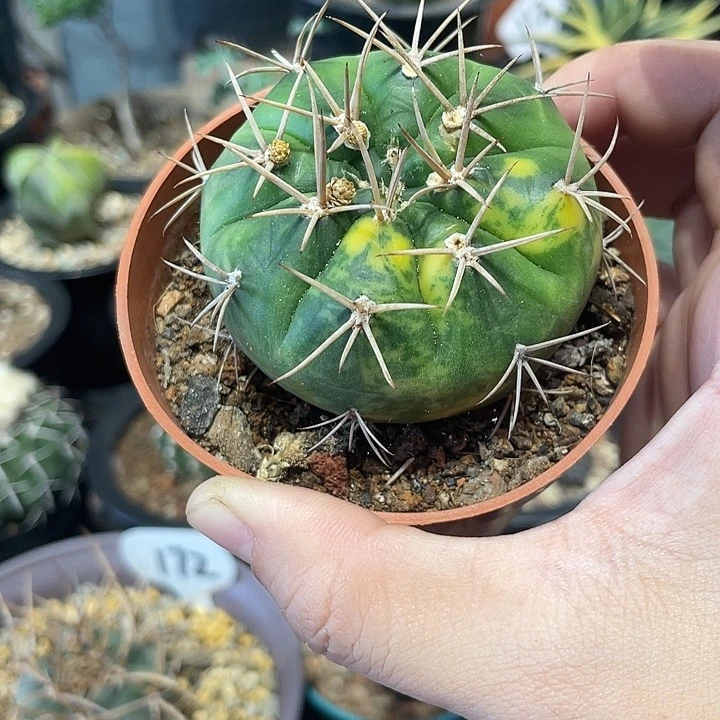 实生永建丸锦仙人球一颗