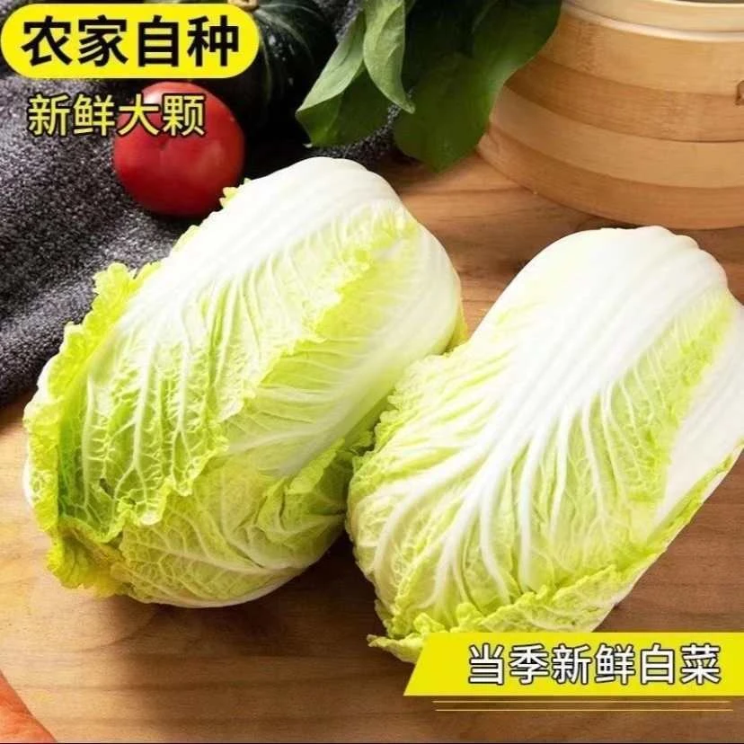 【大山 人家】白菜【摆财】农产品