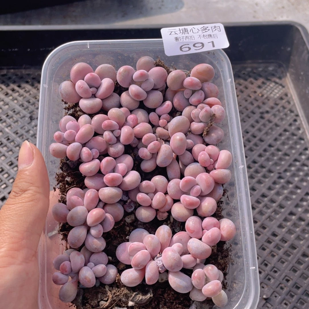 云糖心多肉植物691