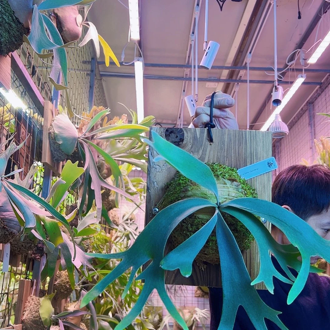 无花朵一soho。a24