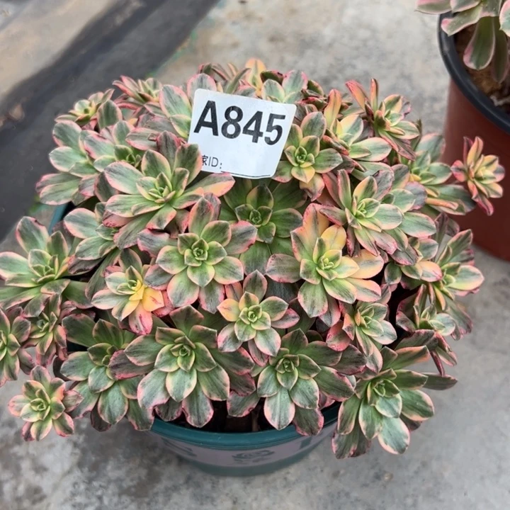 845甜茶20厘米左右