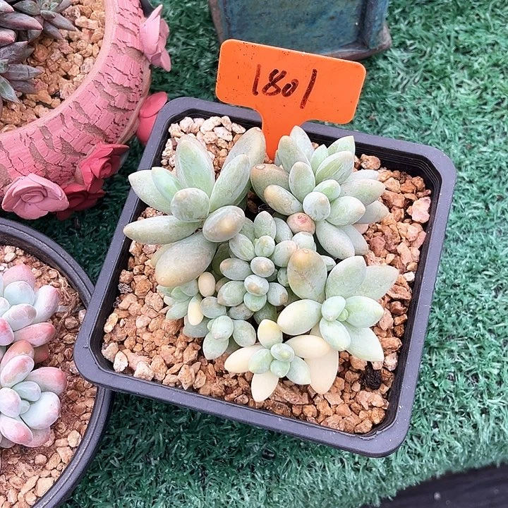 白兰地1801号码牌子的话