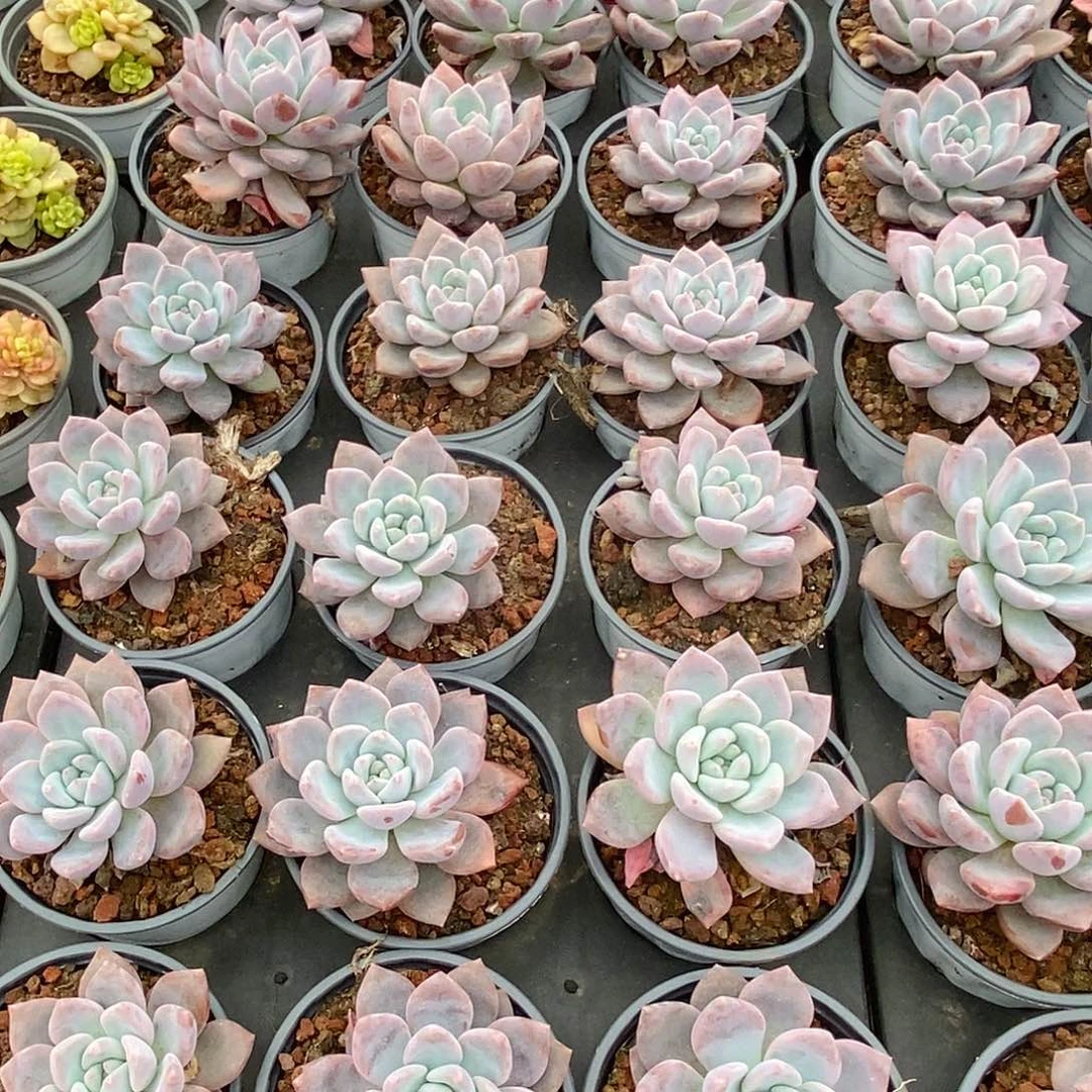 金汇园艺，团奥普琳娜