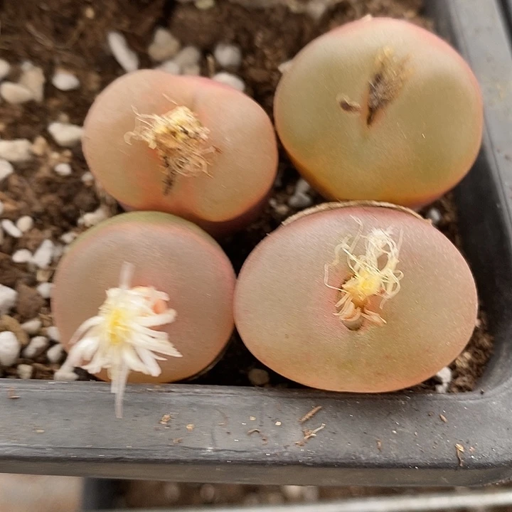 649冰魄荔枝窗四颗。