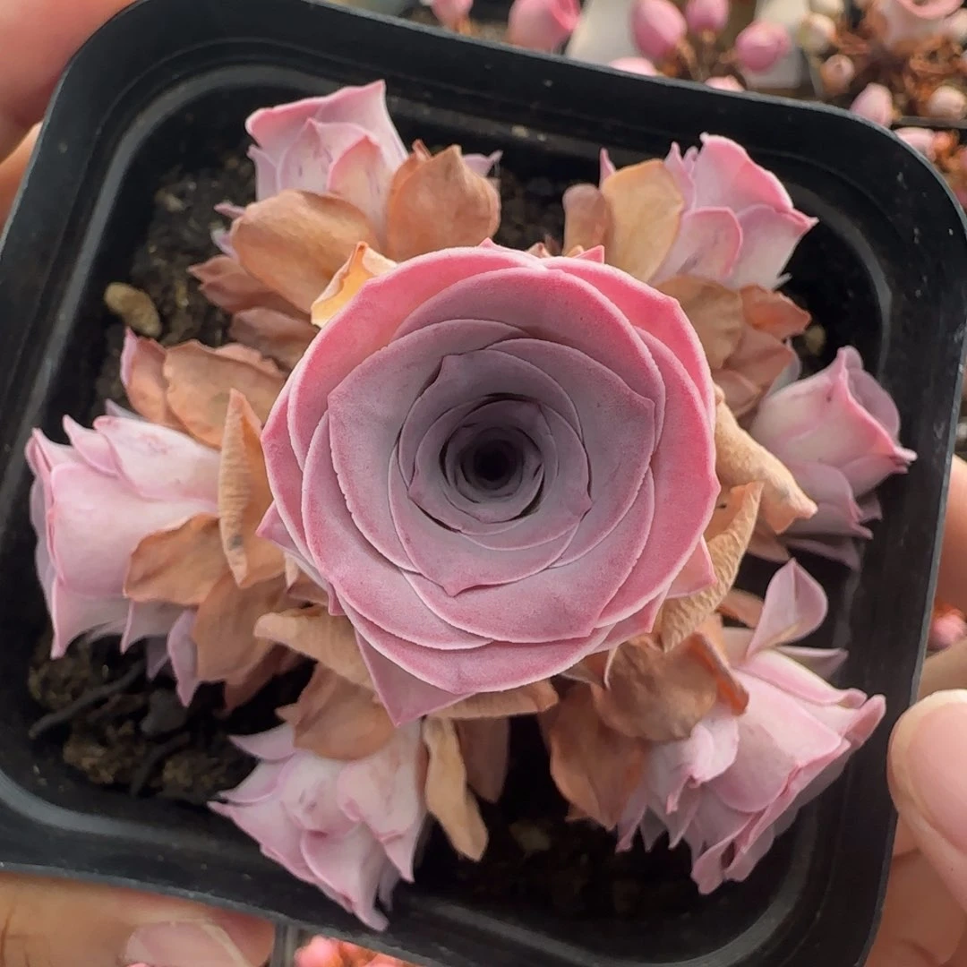 Y992半城玫瑰锦书