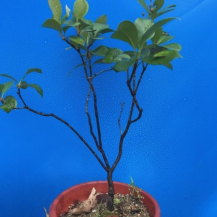 当前无花朵，栽培后可花朵生***所