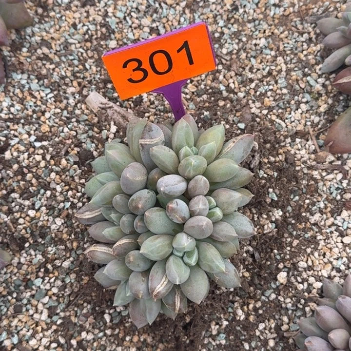 多肉植物胖体哥特301
