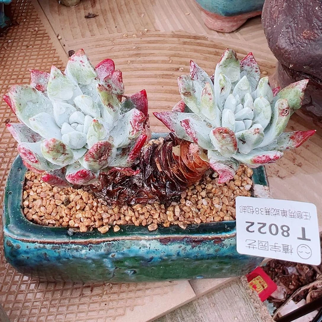 8022大花朵苹果叶仙女杯