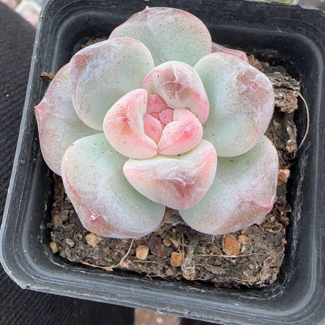 小卡拉米糖心一物一拍