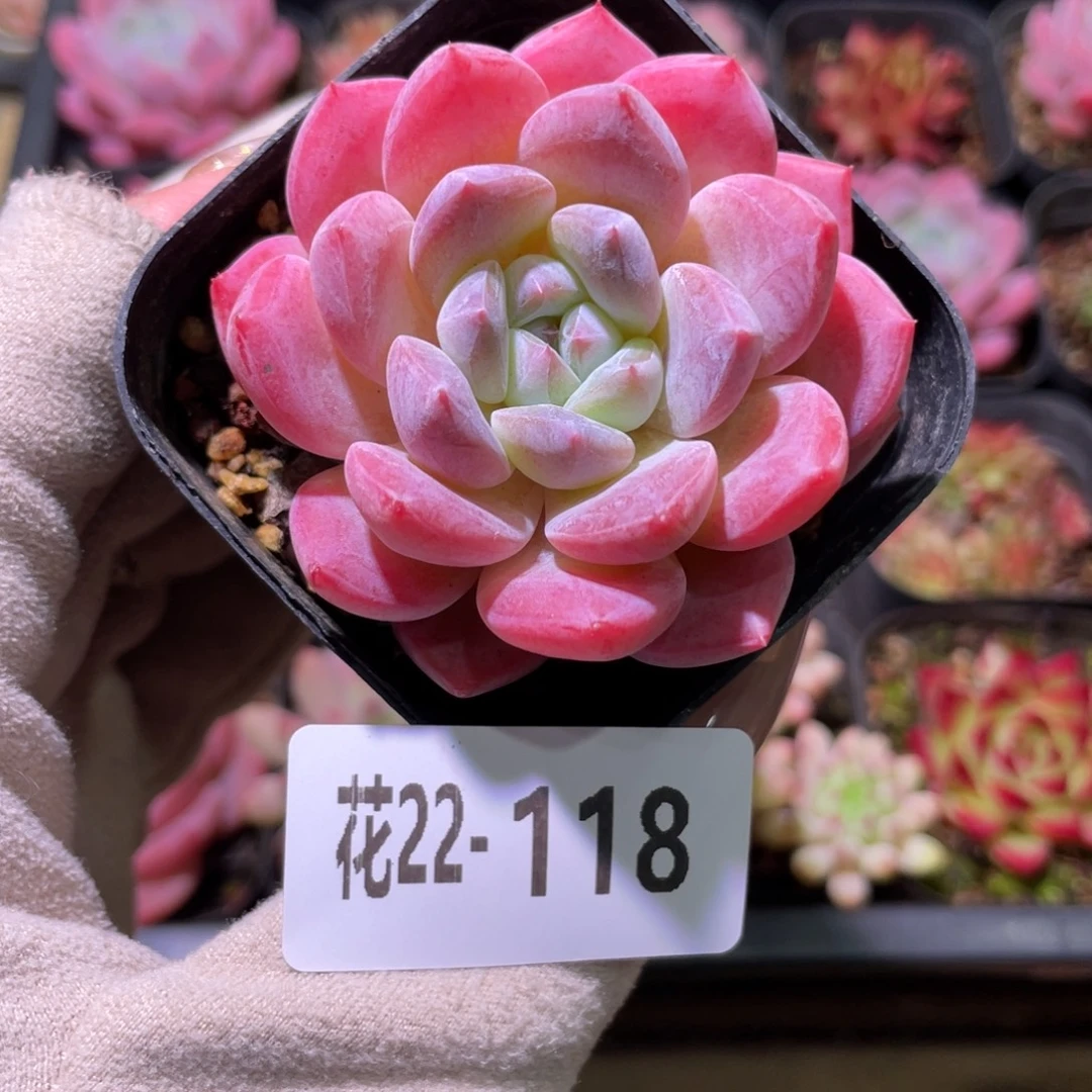花利美22-118冰糖