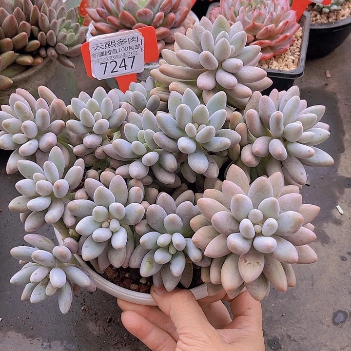 7247粉色恋人。